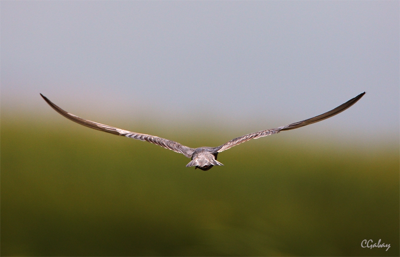 Whiskered Tern