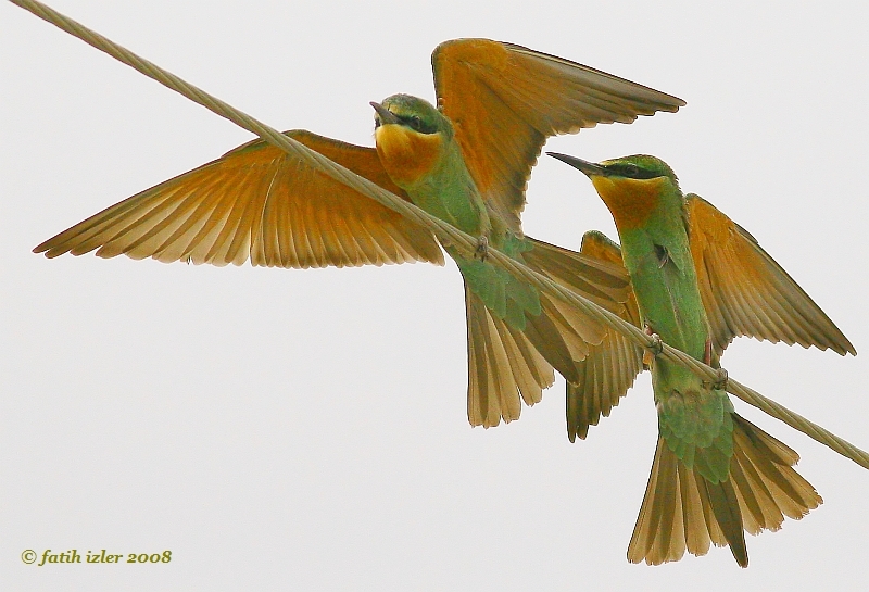 Blue-cheeked Bee-eater
