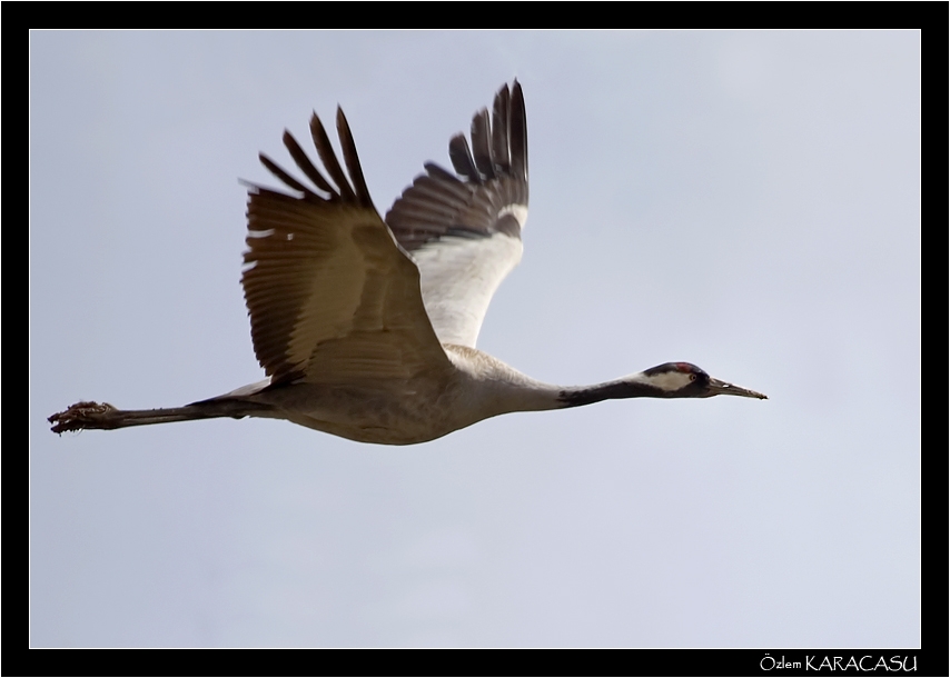 Common Crane