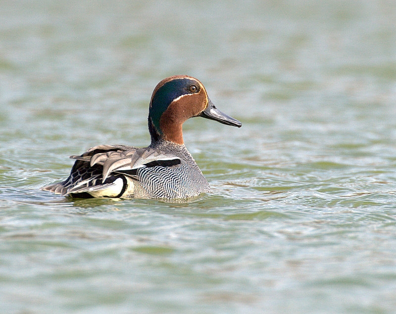 Eurasian Teal