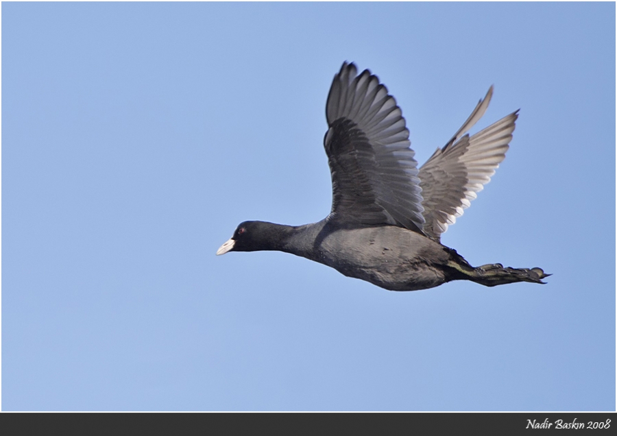 Eurasian Coot