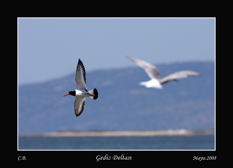 Eurasian Oystercatcher