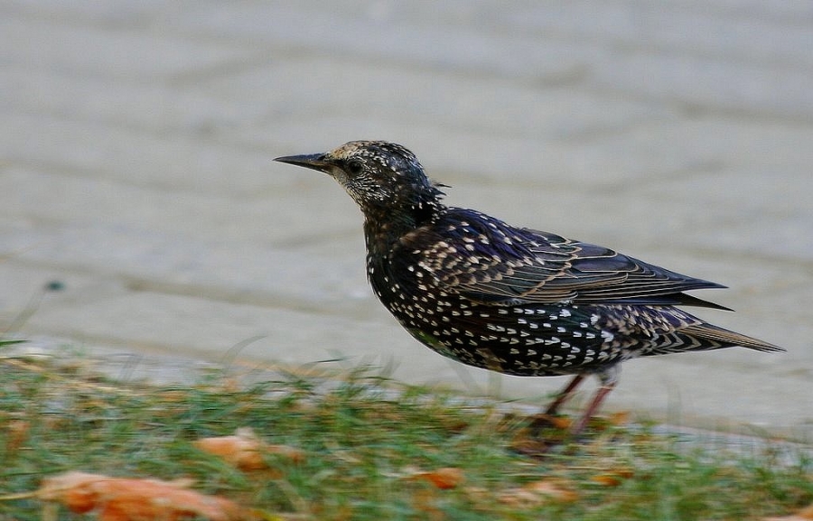 Common Starling
