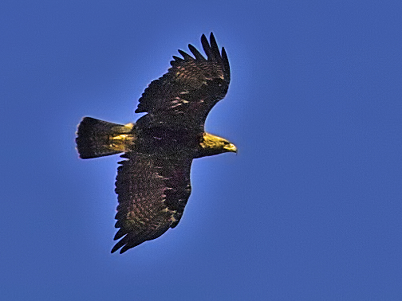 Şah kartal