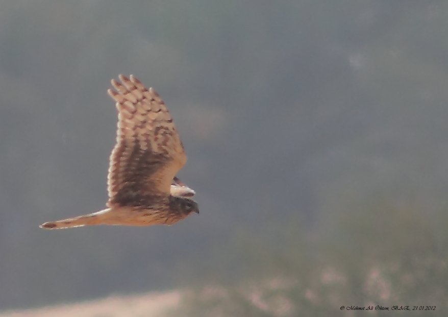 Hen Harrier