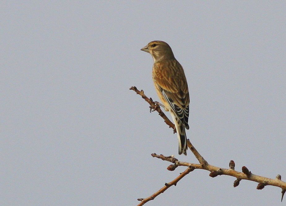 Common Linnet