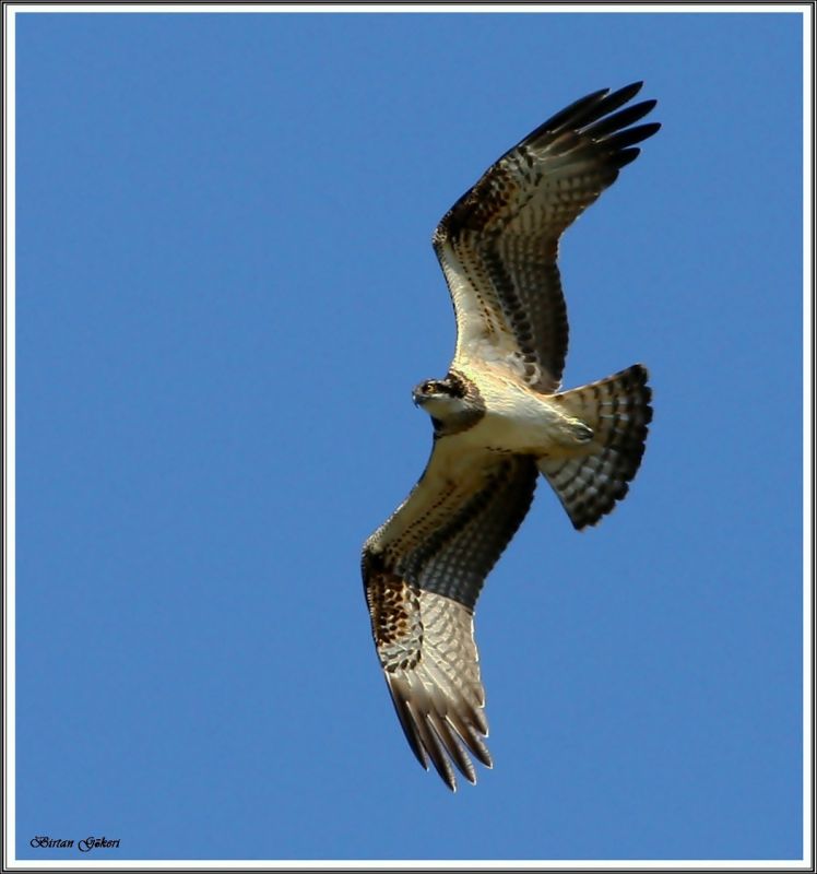 Osprey