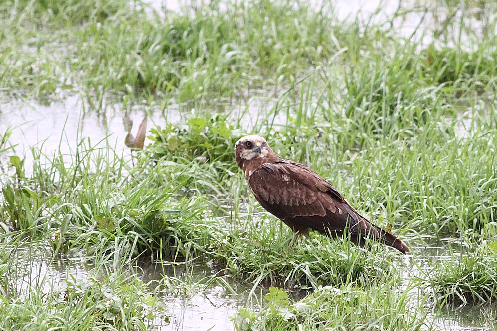 Western Marsh Harrier