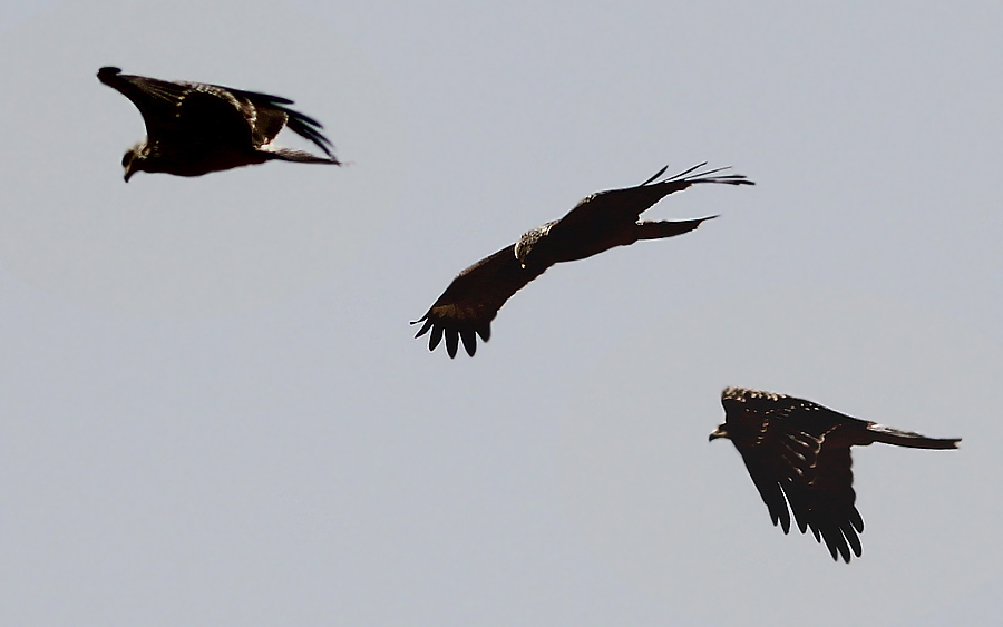 Black Kite