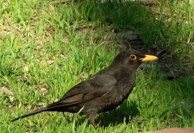 Common Blackbird
