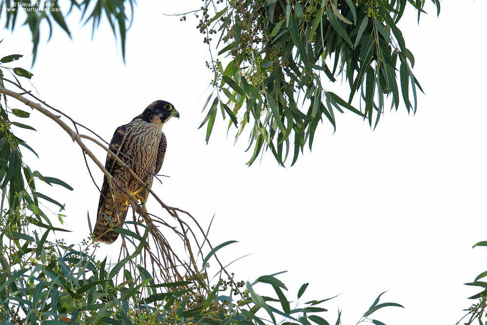 Peregrine Falcon