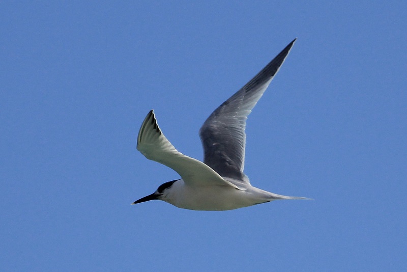 Sandwich Tern