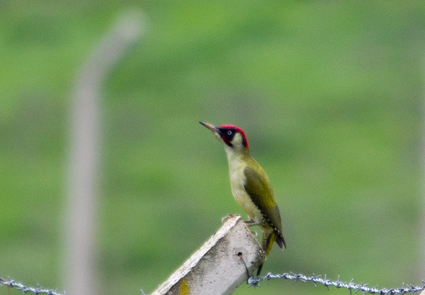 European Green Woodpecker