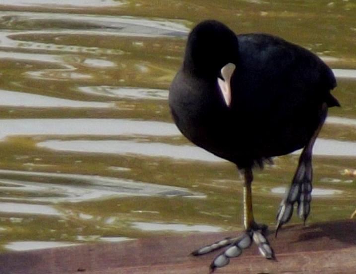 Eurasian Coot