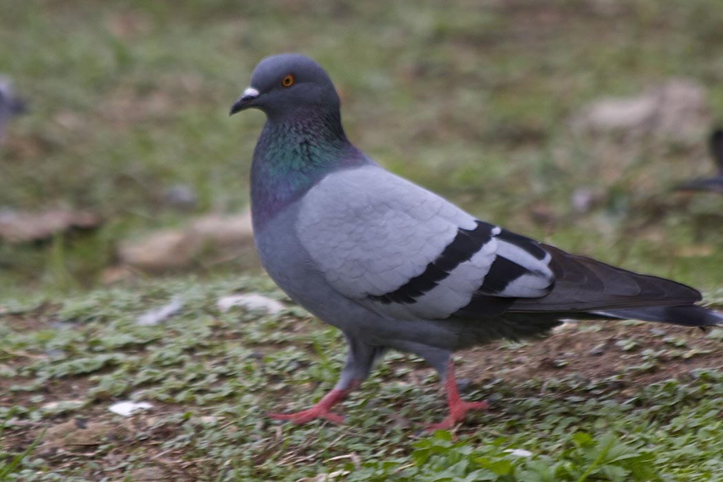 Rock Dove