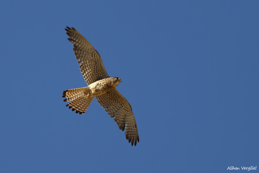 Common Kestrel
