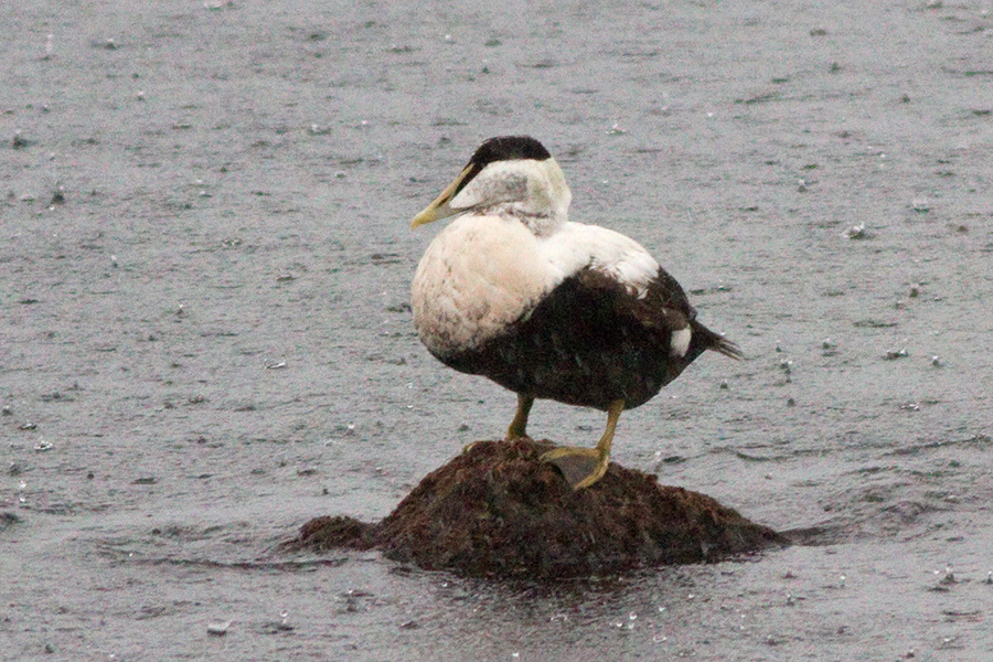 Common Eider
