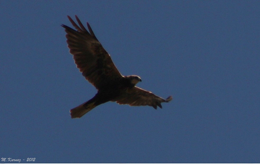 Western Marsh Harrier