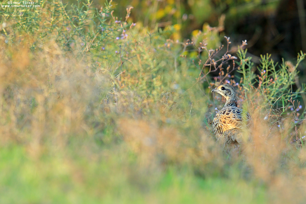 Black Francolin