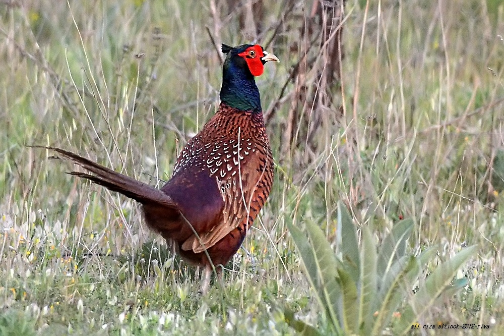 Common Pheasant
