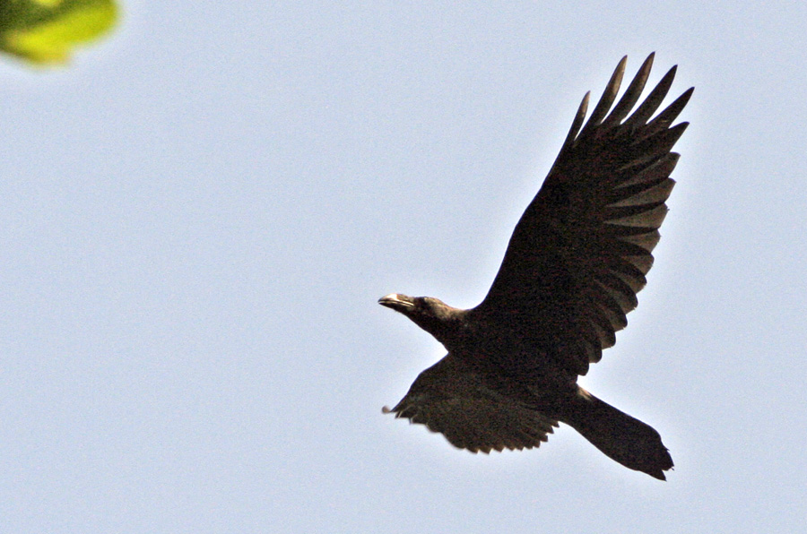 Northern Raven