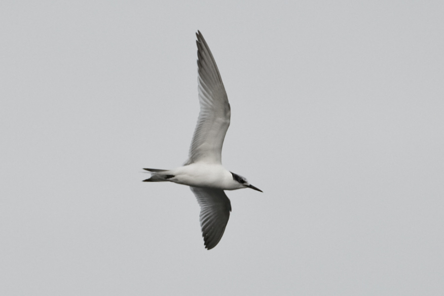 Sandwich Tern