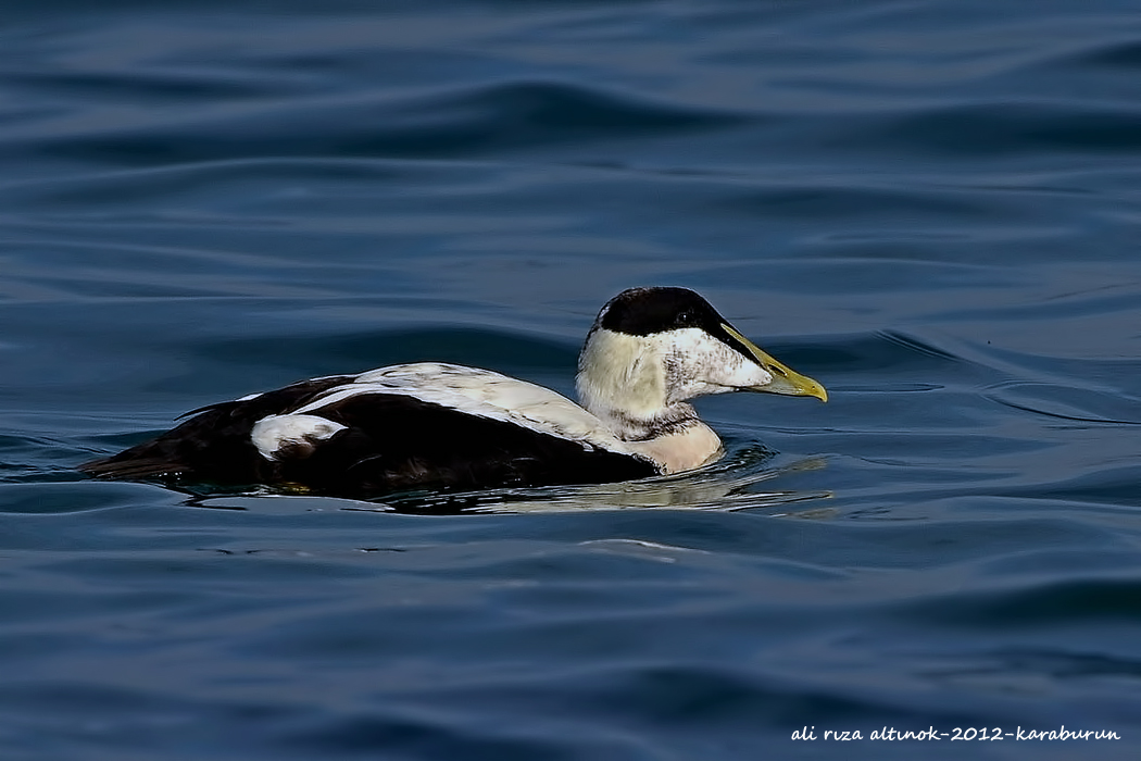 Common Eider
