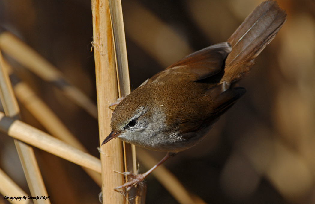 Cetti`s Warbler