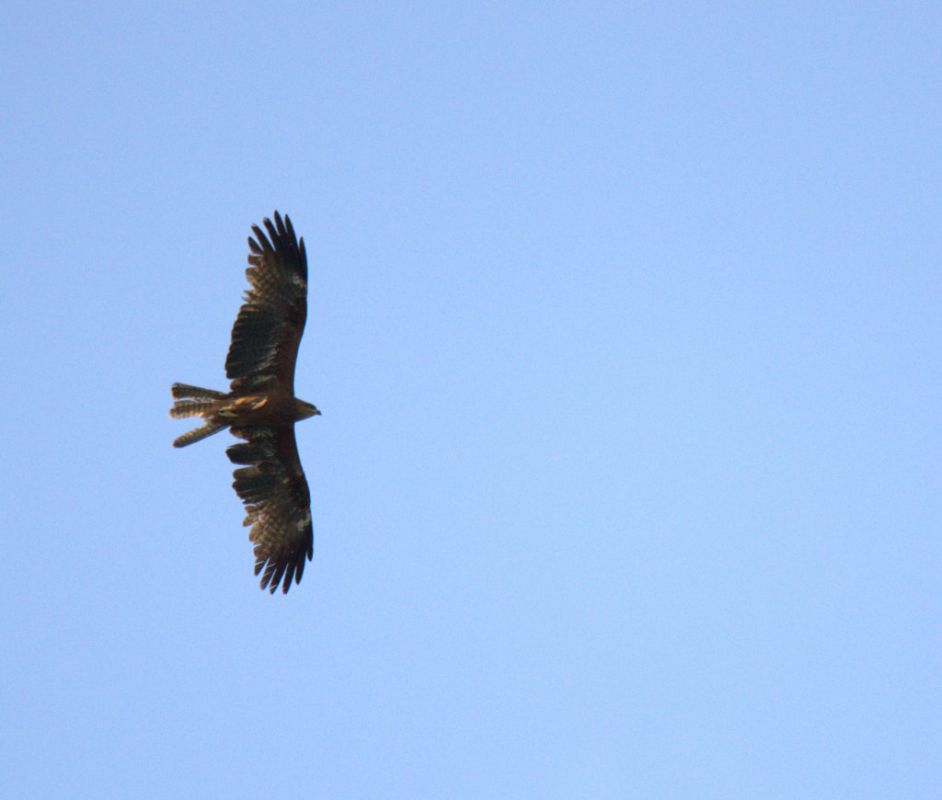 Black Kite