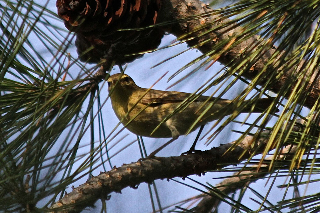 Willow Warbler