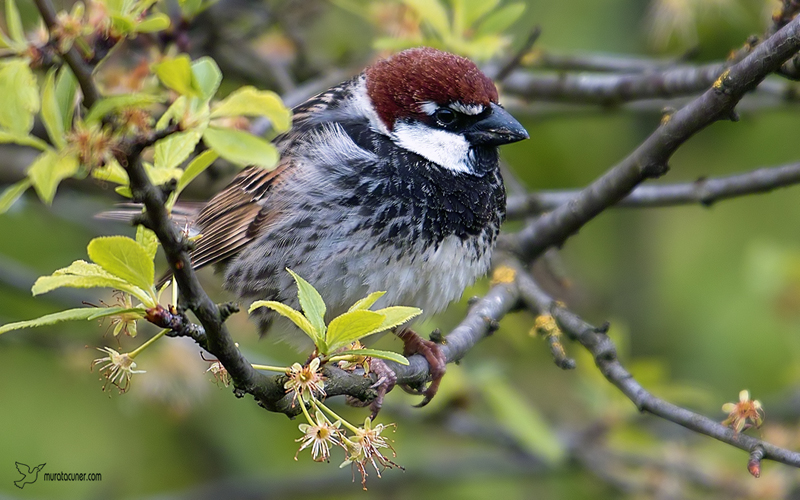 Spanish Sparrow