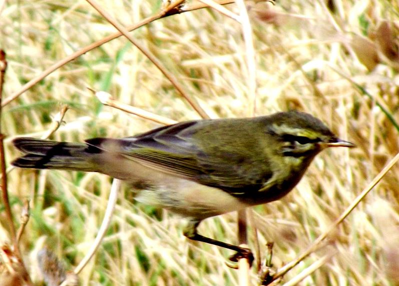 Willow Warbler