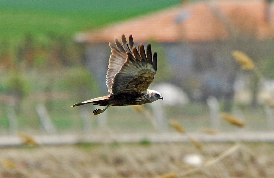 Western Marsh Harrier