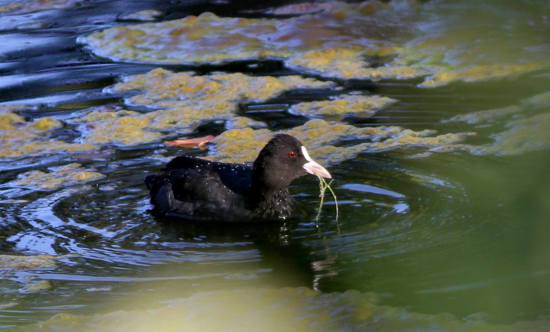 Eurasian Coot