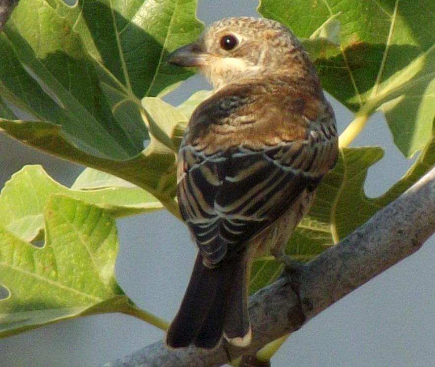 Woodchat Shrike