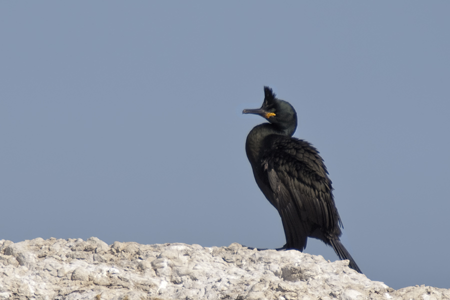 European Shag