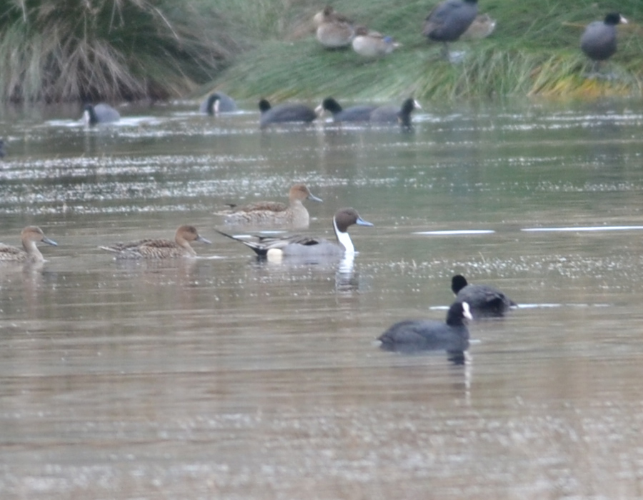 Northern Pintail