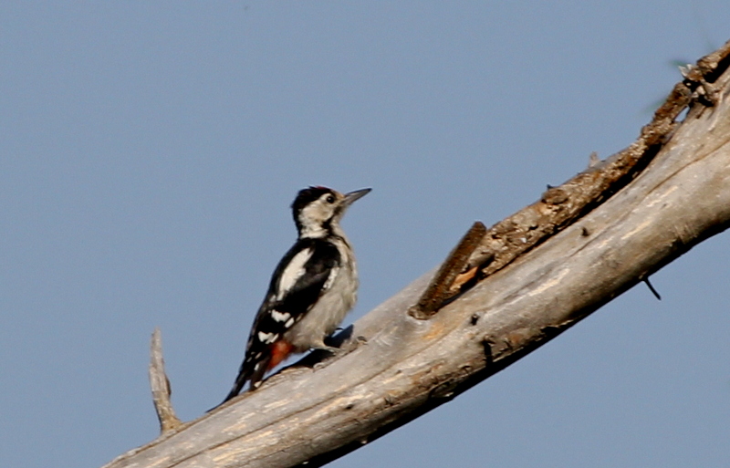 Syrian Woodpecker