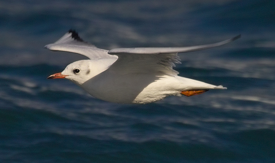 Black-headed Gull