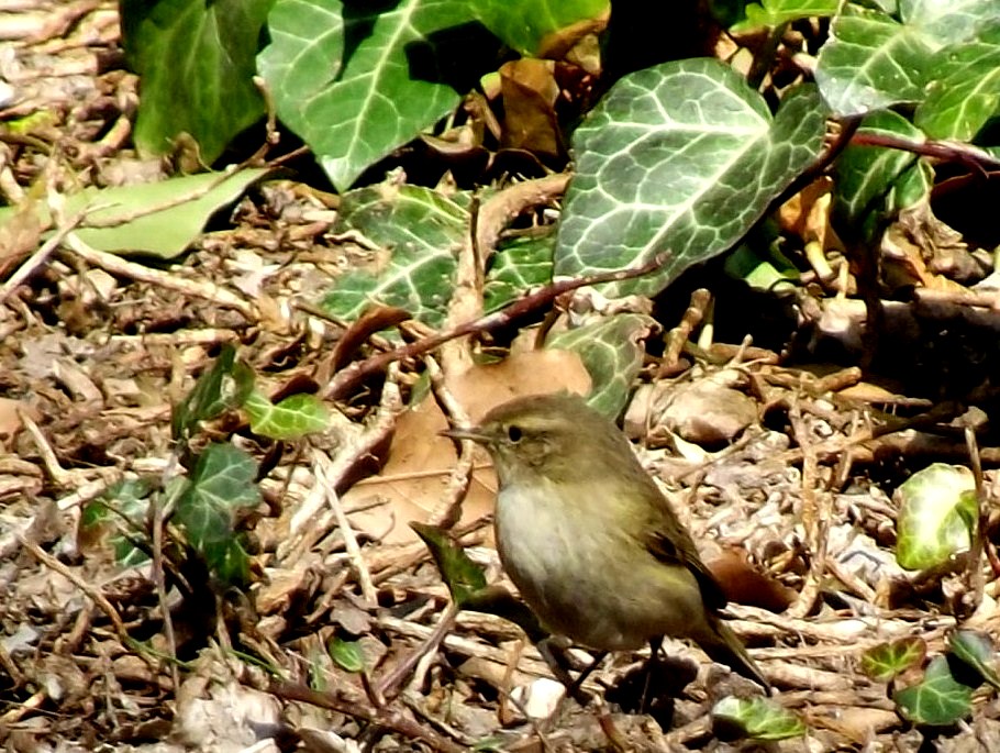 Common Chiffchaff