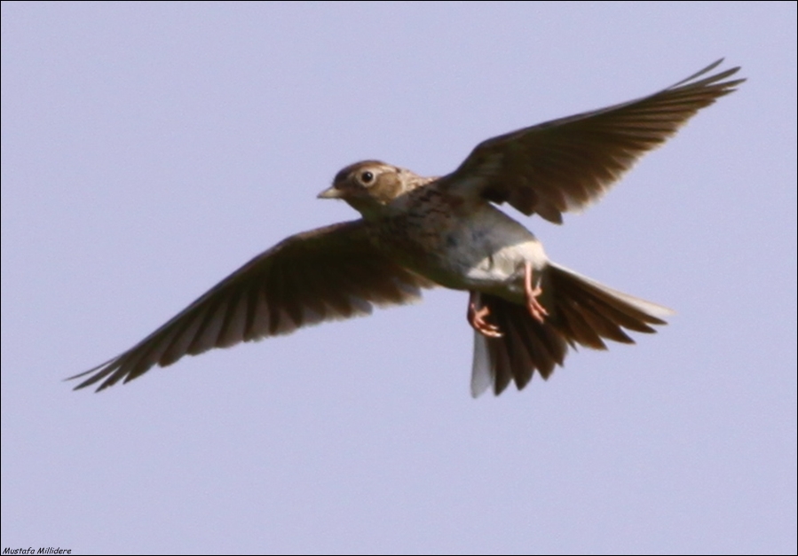 Eurasian Skylark