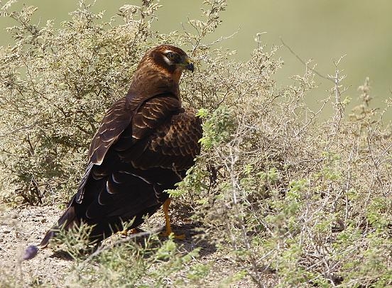 Montagu`s Harrier