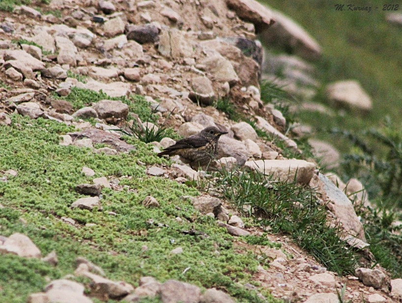 Blue Rock Thrush