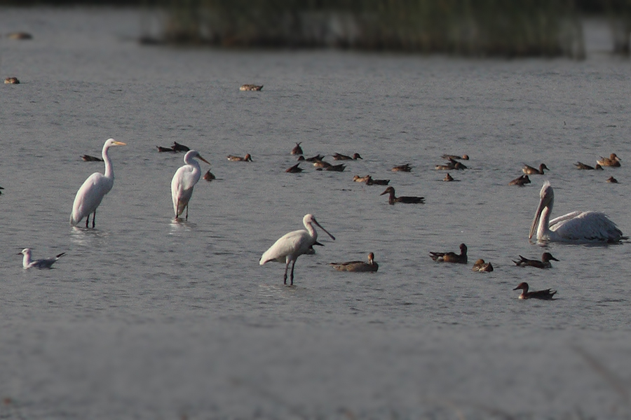 Eurasian Spoonbill