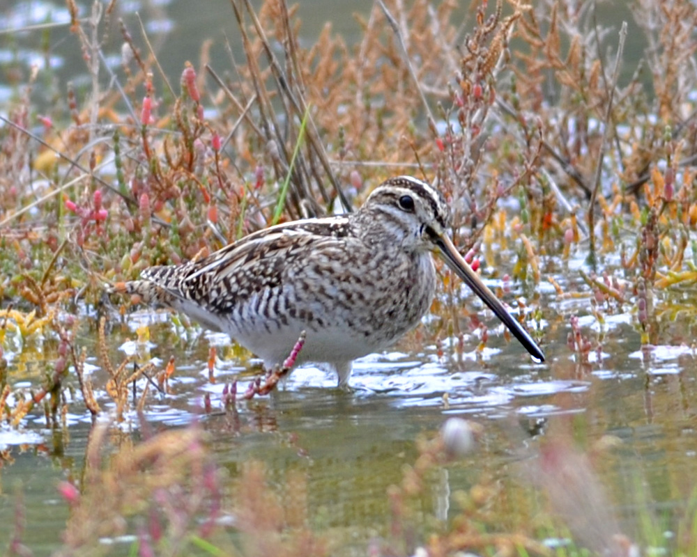 Common Snipe