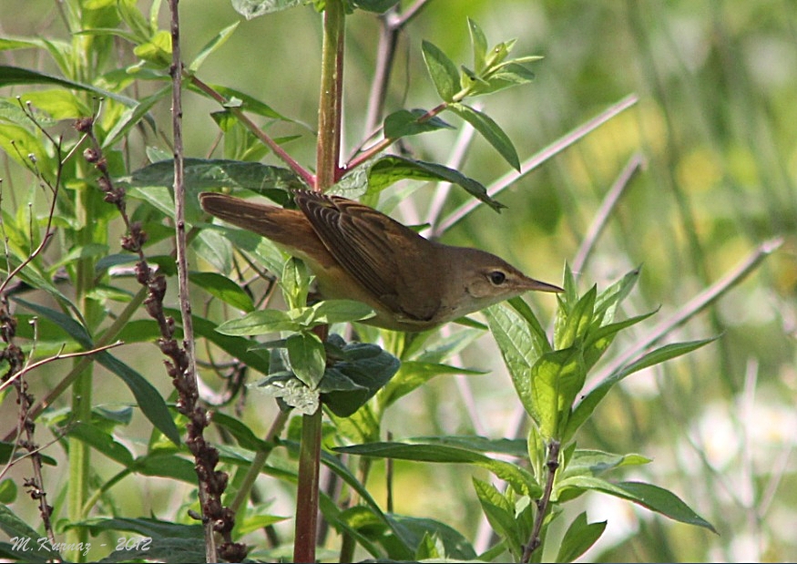 Common Reed Warbler