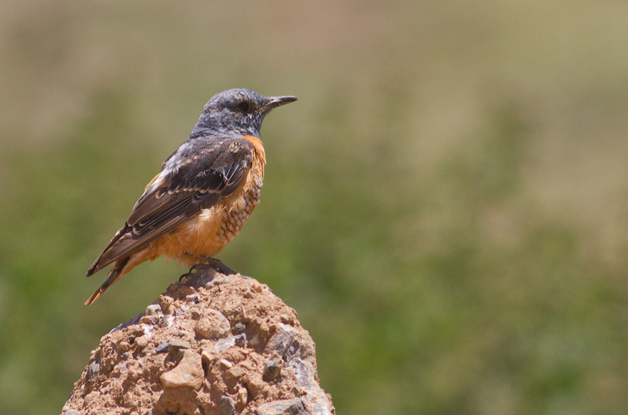 Common Rock Thrush