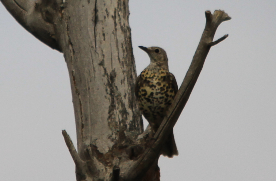 Mistle Thrush