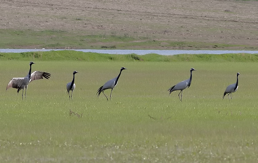 Demoiselle Crane