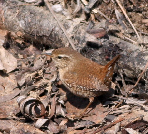 Eurasian Wren